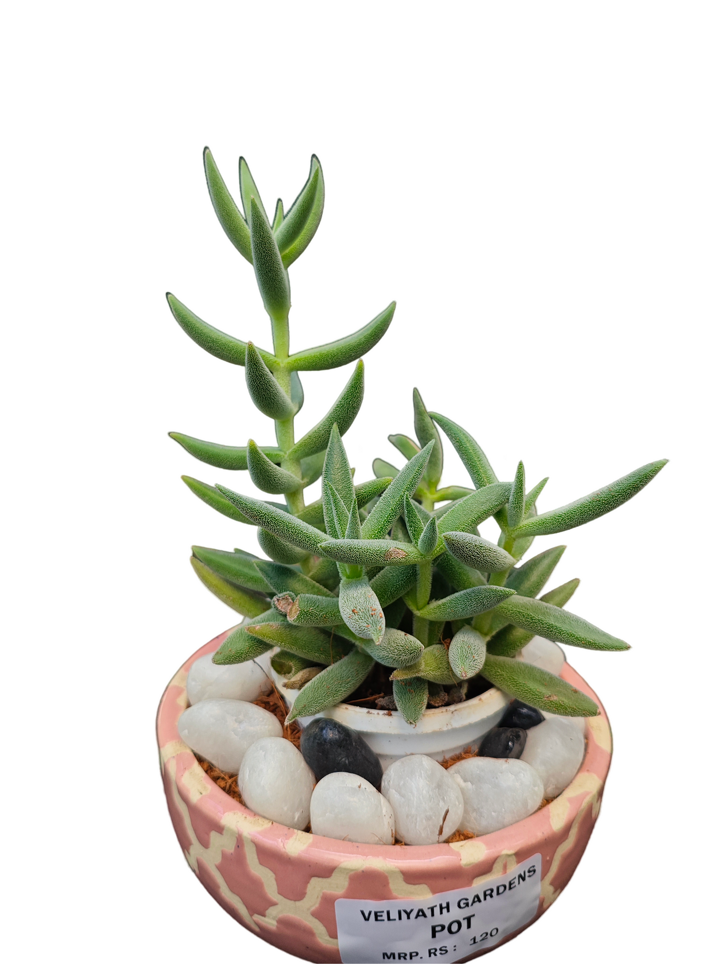 Crassula Moon Glow Live Plant (Crassula mesembryanthemoides ‘tenelli’)