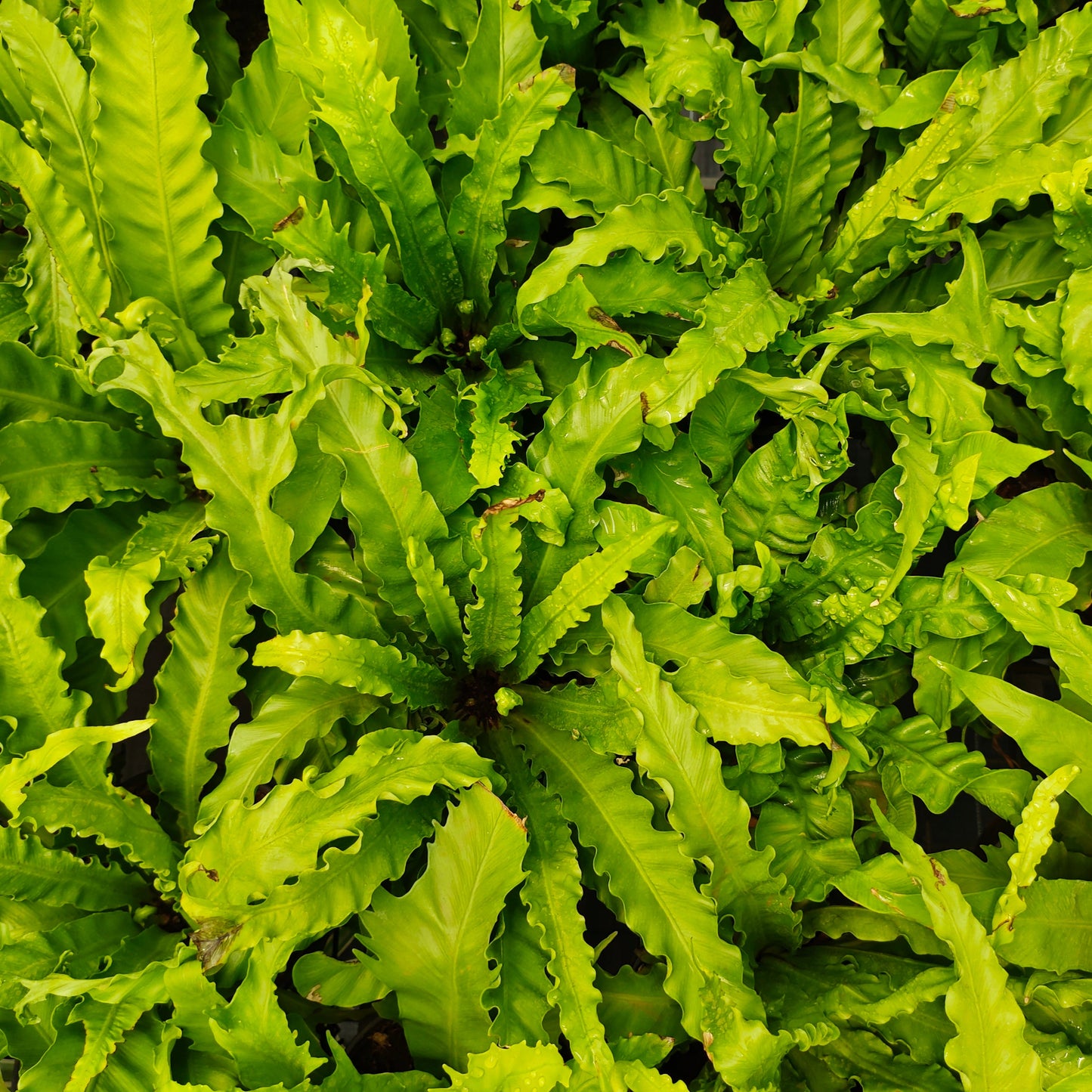 Bird's-nest fern Live Plant (Asplenium nidus )