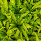Bird's-nest fern Live Plant (Asplenium nidus )