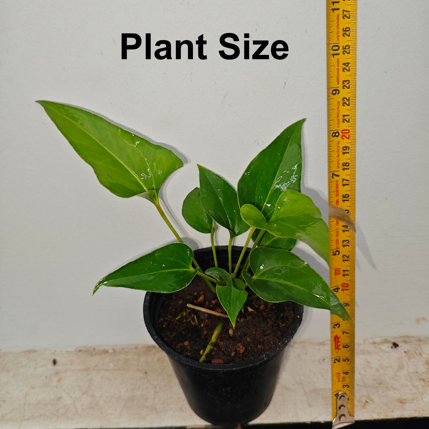 Anthurium Brownii LIve Plant