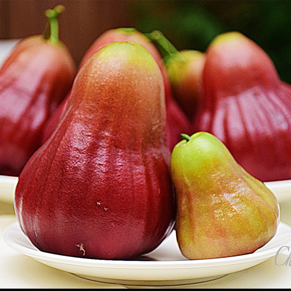 Sugar Barbie Water Apple Live Plant (Syzygium Samarangense)