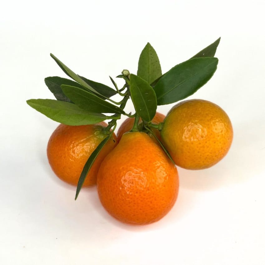Indo Mandarinquat Live Plant
