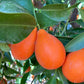 Indo Mandarinquat Live Plant