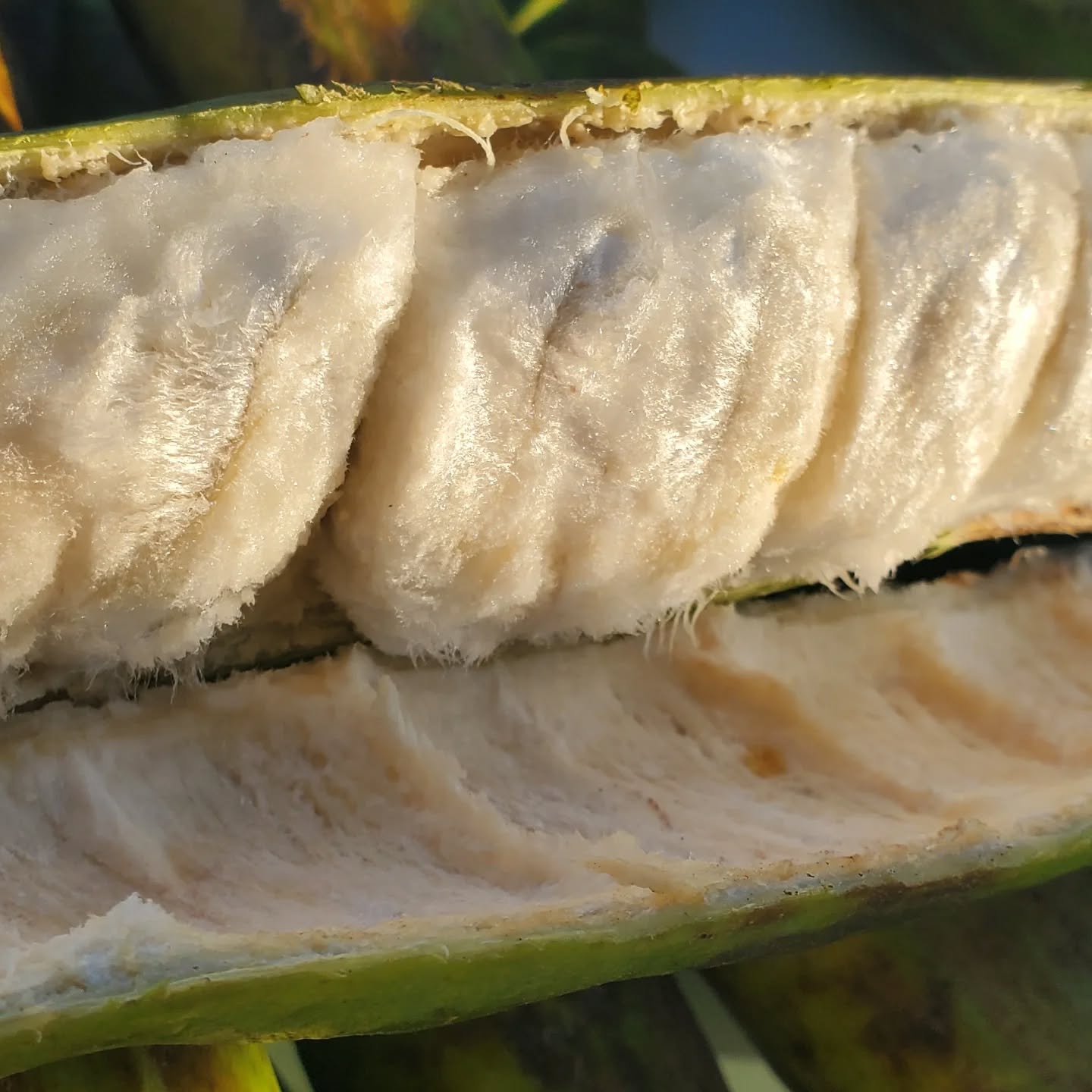 Inga Inicui Live Plant (Inga Inicui)