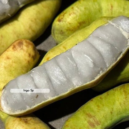 Inga sp Live Plant