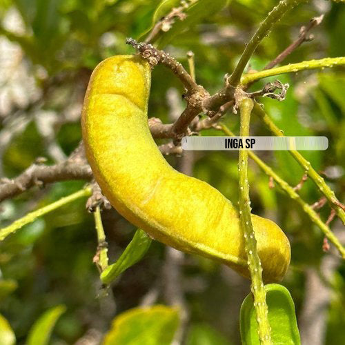 Inga sp Live Plant