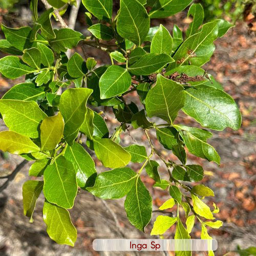 Inga sp Live Plant