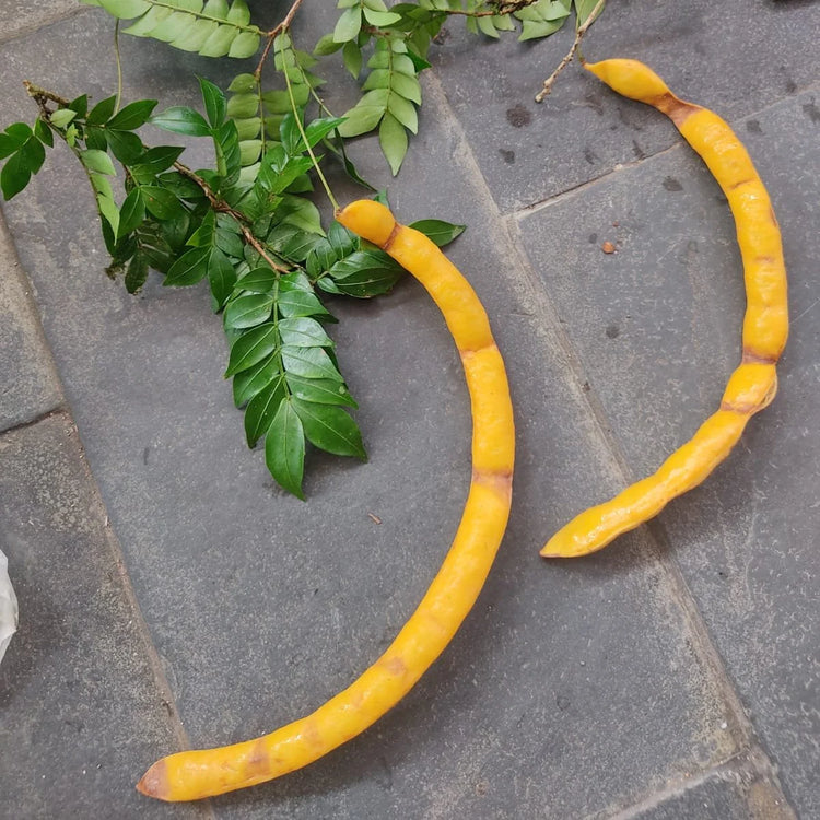 Inga sp. penduculata Live Plant (Inga sp. penduculata )