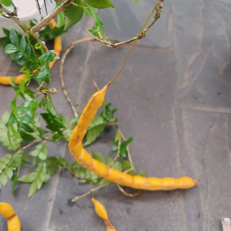 Inga sp. penduculata Live Plant (Inga sp. penduculata )