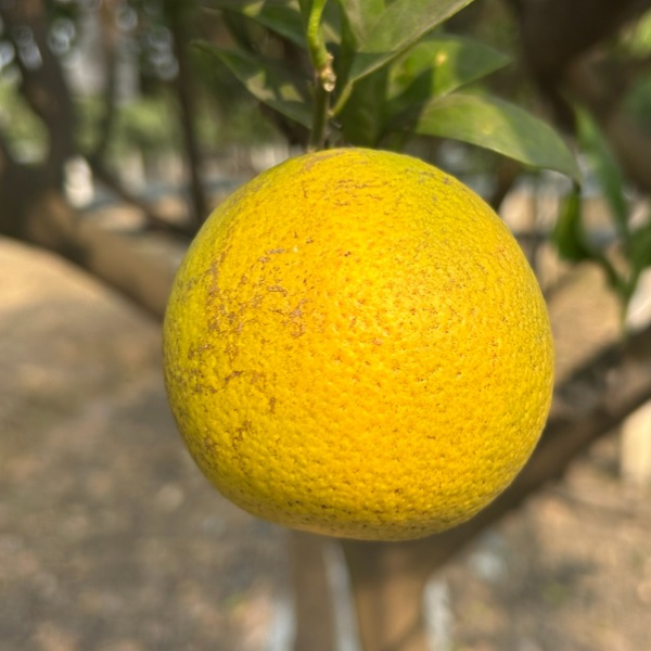 Jaffa Orange Fruit Plant (Citrus sinensis)