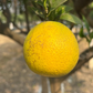 Jaffa Orange Fruit Plant (Citrus sinensis)