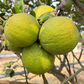 Jaffa Orange Fruit Plant (Citrus sinensis)