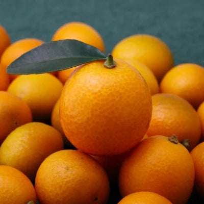 Japanese Sweet Orange Fruit Plant (Citrus sinensis)
