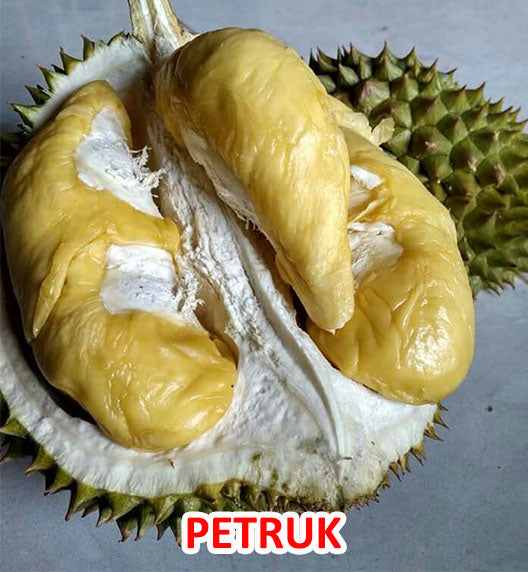 Petruk Durian Live Plant ( Durio zibethinus)