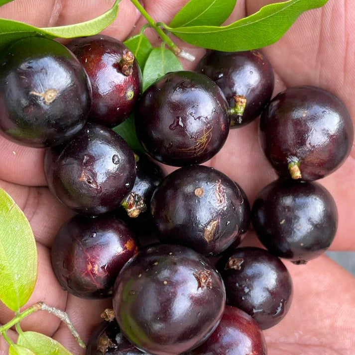 Jaboticaba Super Sabara Live Plant (Plinia Sp)