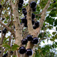 Branca Vinho Jaboticaba Fruit Plant (Plinia Phitrantha )