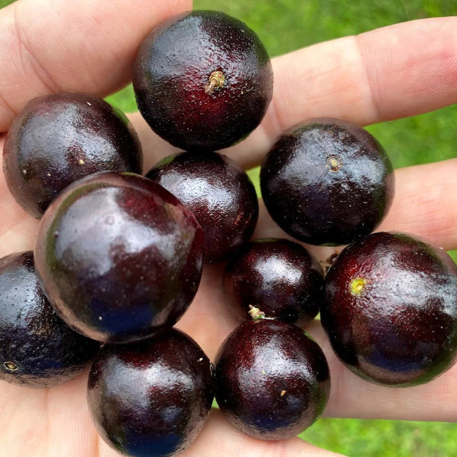 Branca Vinho Jaboticaba Fruit Plant (Plinia Phitrantha )
