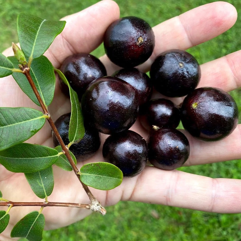 Branca Vinho Jaboticaba Fruit Plant (Plinia Phitrantha )