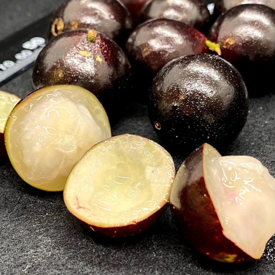 Branca Vinho Jaboticaba Fruit Plant (Plinia Phitrantha )