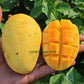 Jardalu Mango Live Plant (Mangifera indica)