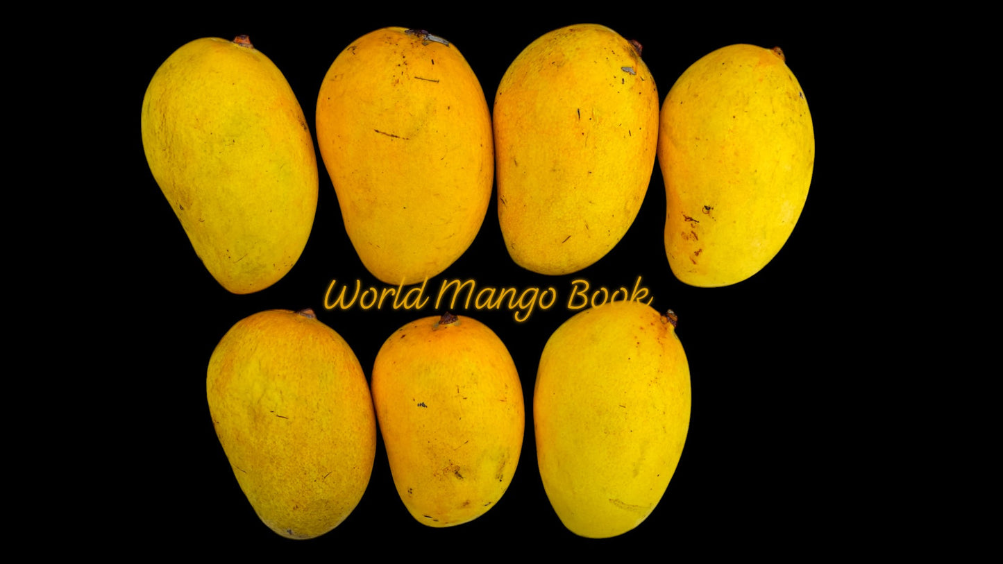 Jardalu Mango Live Plant (Mangifera indica)