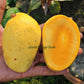 Jardalu Mango Live Plant (Mangifera indica)