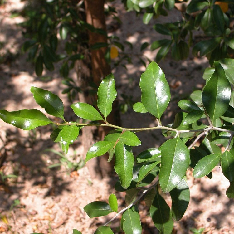 Jungle Plum Live Plant (Sideroxylon obtusifolium)