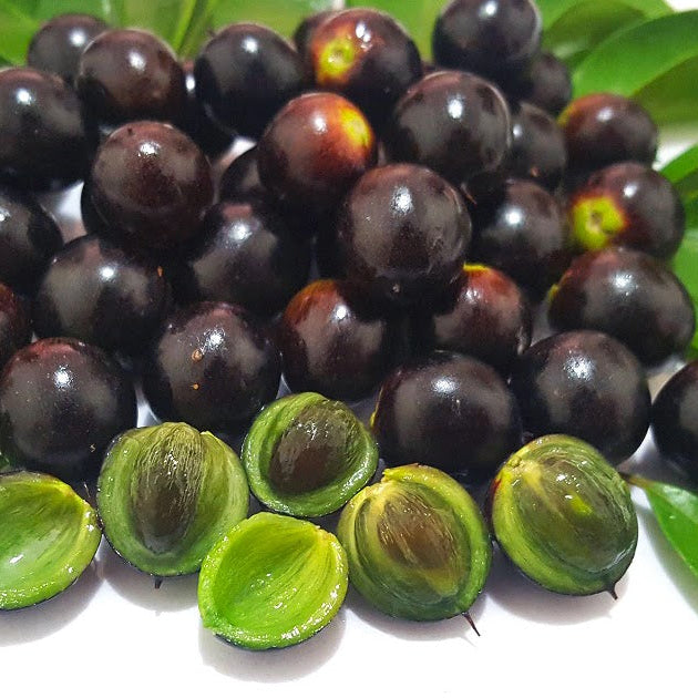 Jungle Plum Live Plant (Sideroxylon obtusifolium)