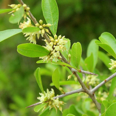 Jungle Plum Live Plant (Sideroxylon obtusifolium)