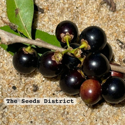 Jungle Plum Live Plant (Sideroxylon obtusifolium)
