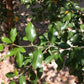 Jungle Plum Live Plant (Sideroxylon obtusifolium)