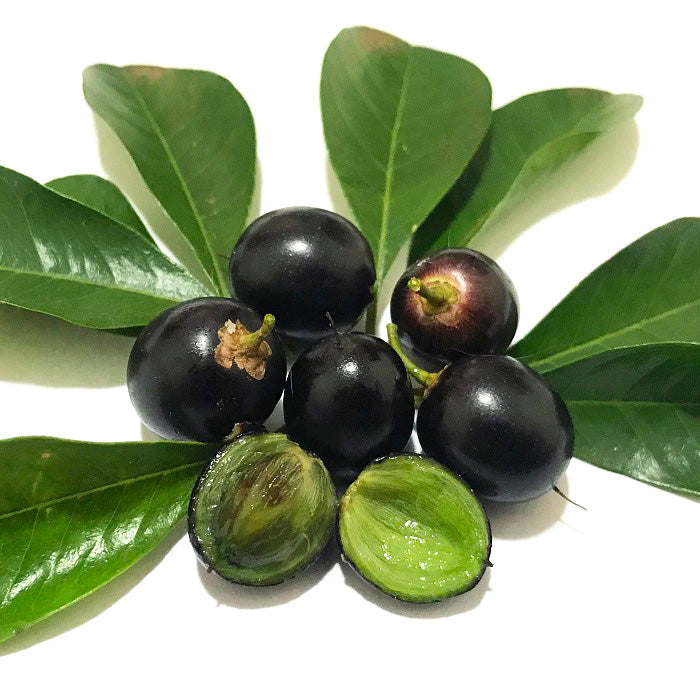 Jungle Plum Live Plant (Sideroxylon obtusifolium)