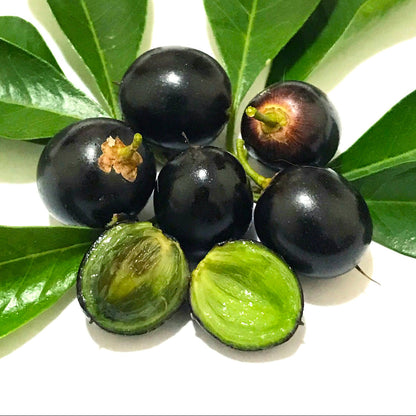 Jungle Plum Live Plant (Sideroxylon obtusifolium)