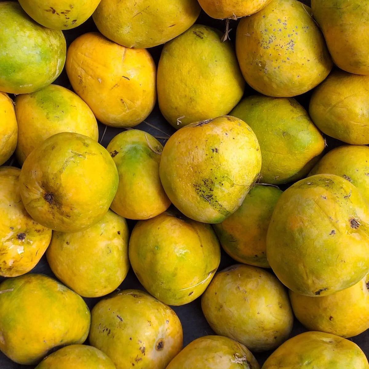 Kari Ishad Mango Live Plant (Mangifera indica)