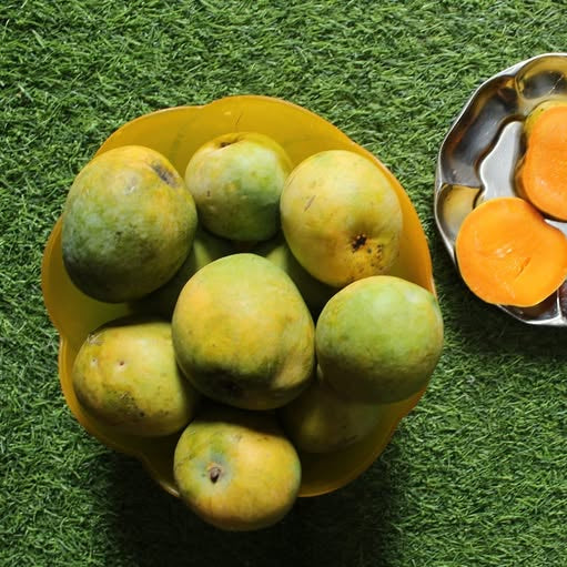 Kari Ishad Mango Live Plant (Mangifera indica)