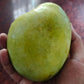 Kari Ishad Mango Live Plant (Mangifera indica)