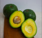 Kendil Avocado Live Plant (Persea americana)