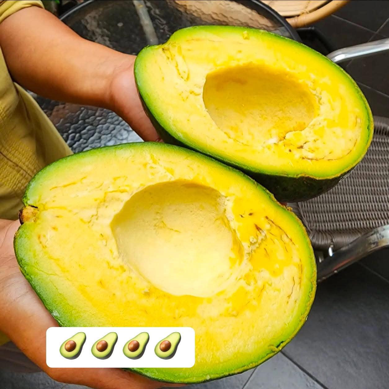 Kendil Avocado Live Plant (Persea americana)