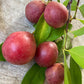 Kowa fruit Plants (Garcinia Kowa)