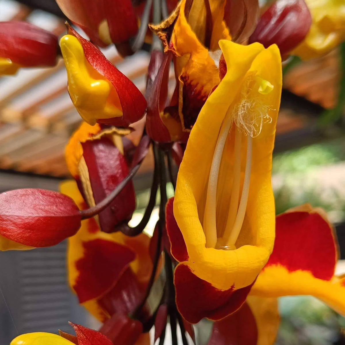 Lady Shoe Yellow Live Plant (Thunbergia mysorensis)