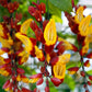 Lady Shoe Yellow Live Plant (Thunbergia mysorensis)