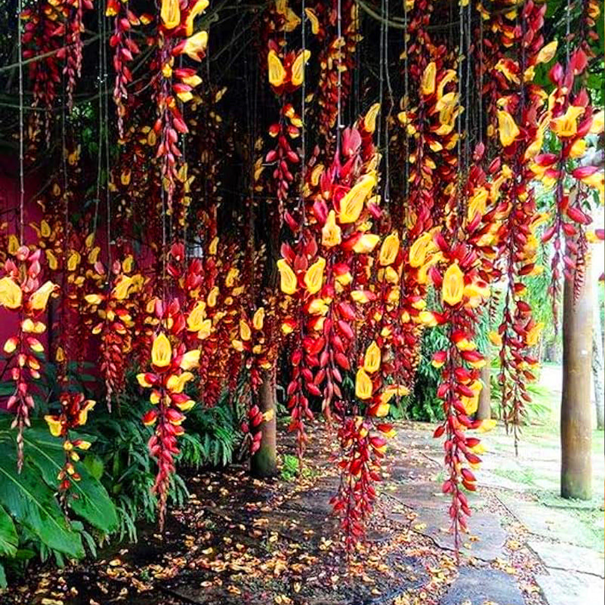 Lady Shoe Yellow Live Plant (Thunbergia mysorensis)