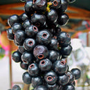 Lipote Fruit Plants (Syzygium Curranii) – veliyathgardens