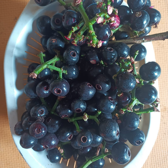 Lipote Fruit Plants (Syzygium Curranii) – veliyathgardens
