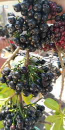 Lipote Fruit Plants (Syzygium Curranii) – veliyathgardens