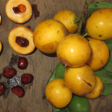 Chicle Muyo Fruit Plant (Lacmellea oblongata)