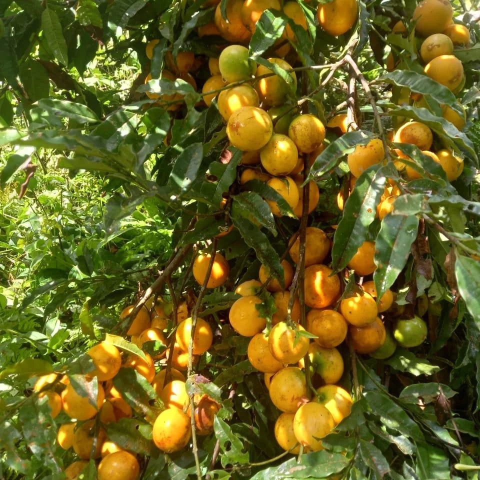 Chicle Muyo Fruit Plant (Lacmellea oblongata)