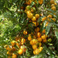 Chicle Muyo Fruit Plant (Lacmellea oblongata)