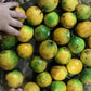Chicle Muyo Fruit Plant (Lacmellea oblongata)