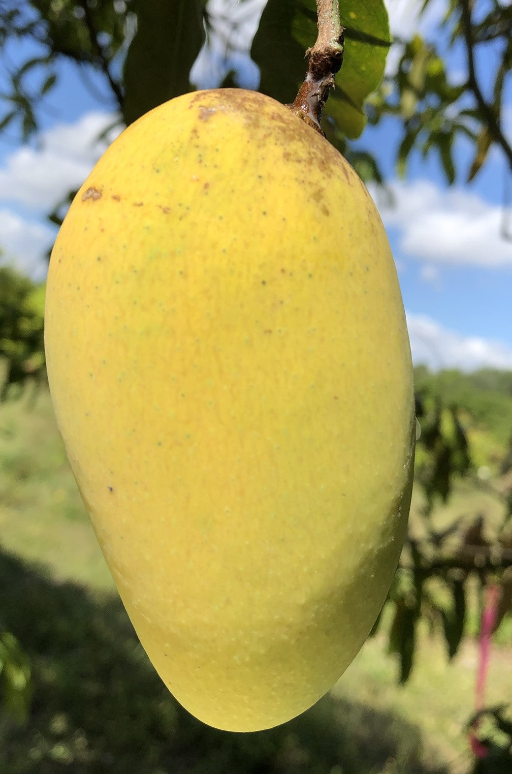 Lemon Zest Mango Live Plant (Mangifera indica 'Lemon Zest')